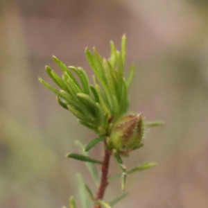 Hibbertia calycina at Acton, ACT - 27 Aug 2023 04:02 PM