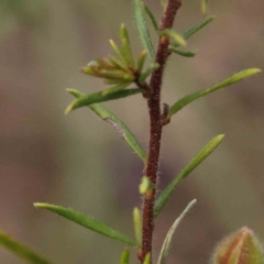 Hibbertia calycina at Acton, ACT - 27 Aug 2023 04:02 PM