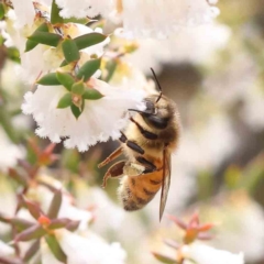 Apis mellifera (European honey bee) at Acton, ACT - 27 Aug 2023 by ConBoekel