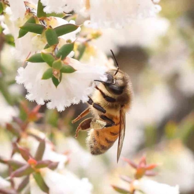 Apis mellifera (European honey bee) at Caladenia Forest, O'Connor - 27 Aug 2023 by ConBoekel