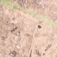 Iridomyrmex purpureus (Meat Ant) at Acton, ACT - 27 Aug 2023 by ConBoekel