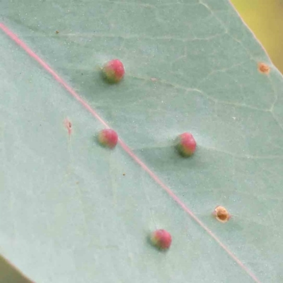 Ophelimus maskellii (Eucalyptus Gall Wasp) at Caladenia Forest, O'Connor - 27 Aug 2023 by ConBoekel