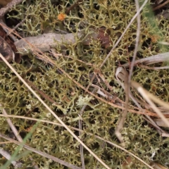 Cladia sp. (genus) at Caladenia Forest, O'Connor - 27 Aug 2023 by ConBoekel