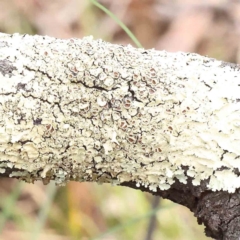 Unidentified Lichen, Moss or other Bryophyte at O'Connor, ACT - 27 Aug 2023 by ConBoekel