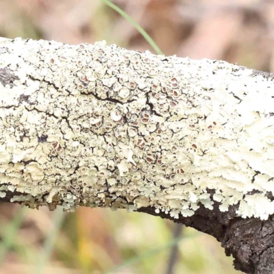 Unidentified Lichen, Moss or other Bryophyte at Caladenia Forest, O'Connor - 27 Aug 2023 by ConBoekel