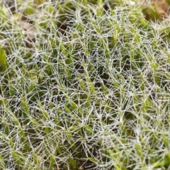 Campylopus introflexus at Caladenia Forest, O'Connor - 27 Aug 2023 by ConBoekel