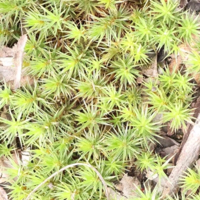 Unidentified Lichen, Moss or other Bryophyte at Caladenia Forest, O'Connor - 27 Aug 2023 by ConBoekel