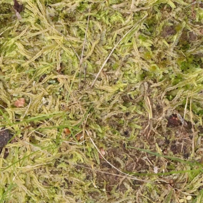 Unidentified Lichen, Moss or other Bryophyte at O'Connor, ACT - 27 Aug 2023 by ConBoekel