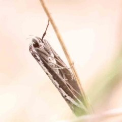 Philobota stella (A concealer moth) at Caladenia Forest, O'Connor - 27 Aug 2023 by ConBoekel