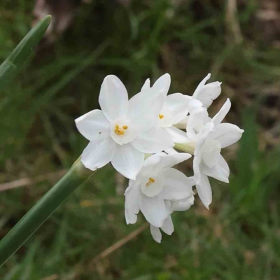 Narcissus tazetta (Jonquil) at Caladenia Forest, O'Connor - 27 Aug 2023 by ConBoekel