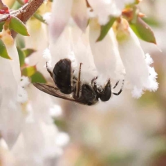 Lasioglossum (Chilalictus) sp. (genus & subgenus) (Halictid bee) at Caladenia Forest, O'Connor - 27 Aug 2023 by ConBoekel
