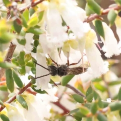 Lasioglossum (Chilalictus) sp. (genus & subgenus) at Acton, ACT - 27 Aug 2023 03:47 PM