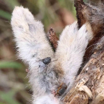 Oryctolagus cuniculus (European Rabbit) at Canberra Central, ACT - 27 Aug 2023 by ConBoekel