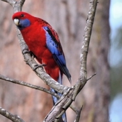 Platycercus elegans (Crimson Rosella) at Wollondilly Local Government Area - 26 Aug 2023 by Freebird