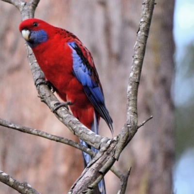 Platycercus elegans (Crimson Rosella) at Wollondilly Local Government Area - 26 Aug 2023 by Freebird