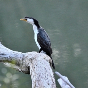 Microcarbo melanoleucos at Bargo, NSW - 26 Aug 2023