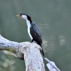 Microcarbo melanoleucos (Little Pied Cormorant) at Bargo, NSW - 26 Aug 2023 by Freebird