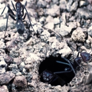 Iridomyrmex purpureus at Majura, ACT - 22 Aug 2023