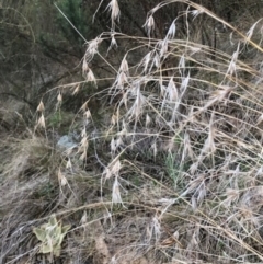 Themeda triandra (Kangaroo Grass) at Oakey Hill - 29 Aug 2023 by GregC