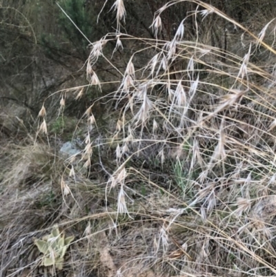 Themeda triandra (Kangaroo Grass) at Oakey Hill - 29 Aug 2023 by GregC