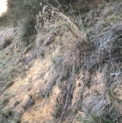 Themeda triandra at Lyons, ACT - 29 Aug 2023