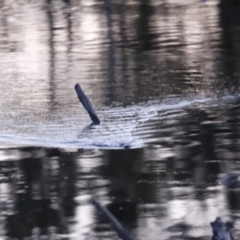 Ornithorhynchus anatinus (Platypus) at Denman Prospect, ACT - 29 Aug 2023 by JimL