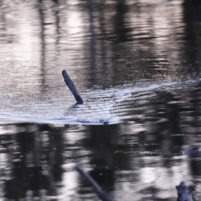 Ornithorhynchus anatinus (Platypus) at Denman Prospect, ACT - 29 Aug 2023 by JimL