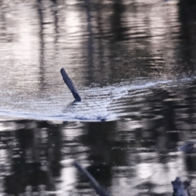 Ornithorhynchus anatinus (Platypus) at Molonglo River Reserve - 29 Aug 2023 by JimL