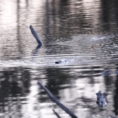 Ornithorhynchus anatinus at Denman Prospect, ACT - 29 Aug 2023 05:56 PM