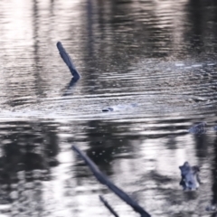 Ornithorhynchus anatinus at Denman Prospect, ACT - 29 Aug 2023 05:56 PM