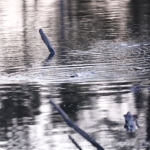 Ornithorhynchus anatinus at Denman Prospect, ACT - 29 Aug 2023 05:56 PM