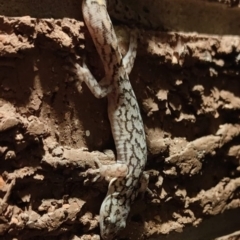 Christinus marmoratus (Southern Marbled Gecko) at Fadden, ACT - 28 Aug 2023 by Act2905