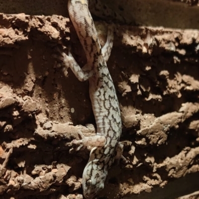 Christinus marmoratus (Southern Marbled Gecko) at Fadden, ACT - 28 Aug 2023 by Act2905