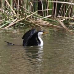 Microcarbo melanoleucos (Little Pied Cormorant) at Conder, ACT - 29 Aug 2023 by RodDeb