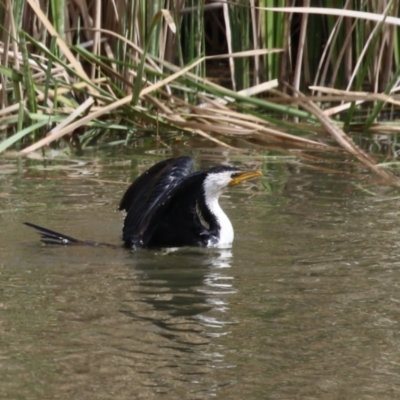 Microcarbo melanoleucos (Little Pied Cormorant) at Conder Ponds & stormwater drain - 29 Aug 2023 by RodDeb