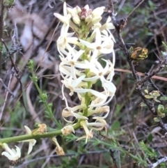 Stackhousia monogyna (Creamy Candles) at Oakey Hill - 29 Aug 2023 by GregC
