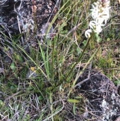 Stackhousia monogyna at Lyons, ACT - 29 Aug 2023 04:31 PM