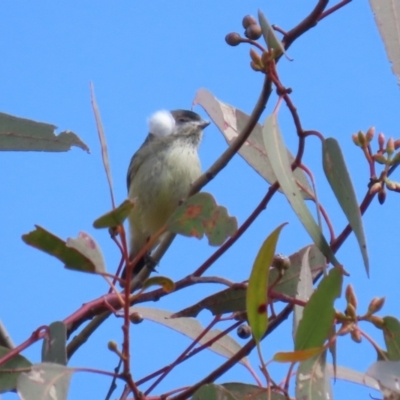 Smicrornis brevirostris (Weebill) at Conder Ponds & stormwater drain - 29 Aug 2023 by RodDeb