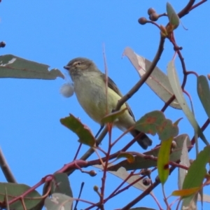 Smicrornis brevirostris at Conder, ACT - 29 Aug 2023