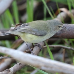 Smicrornis brevirostris at Conder, ACT - 29 Aug 2023