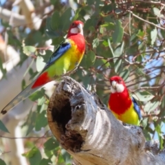 Platycercus eximius (Eastern Rosella) at Conder, ACT - 29 Aug 2023 by RodDeb