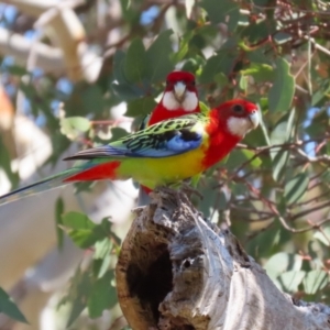 Platycercus eximius at Conder, ACT - 29 Aug 2023