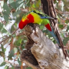 Platycercus eximius at Conder, ACT - 29 Aug 2023