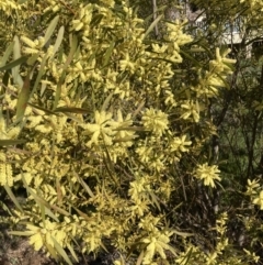 Acacia longifolia subsp. longifolia (Sydney Golden Wattle) at Emu Creek - 29 Aug 2023 by JohnGiacon
