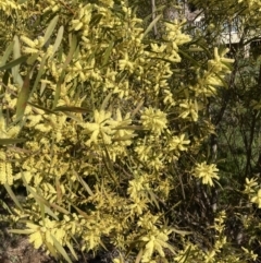 Acacia longifolia subsp. longifolia (sallow or Sydney golden wattle) at Belconnen, ACT - 29 Aug 2023 by JohnGiacon