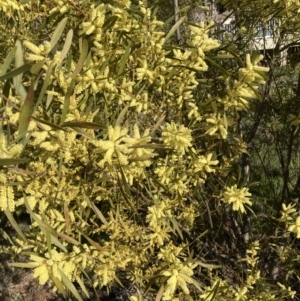 Acacia longifolia subsp. longifolia at Belconnen, ACT - 29 Aug 2023