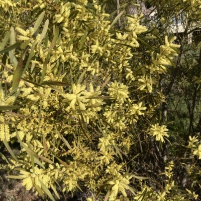 Acacia longifolia subsp. longifolia (sallow or Sydney golden wattle) at Belconnen, ACT - 29 Aug 2023 by JohnGiacon