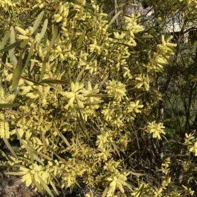 Acacia longifolia subsp. longifolia (Sydney Golden Wattle) at Belconnen, ACT - 29 Aug 2023 by JohnGiacon