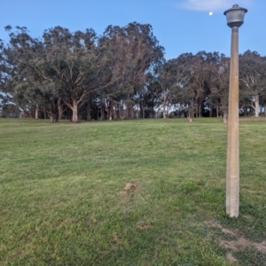 Polytelis swainsonii at Parkes, ACT - suppressed