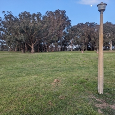 Polytelis swainsonii (Superb Parrot) at Mount Ainslie to Black Mountain - 29 Aug 2023 by WalterEgo